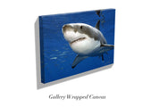 "Great white shark, Guadalupe"