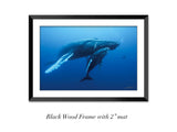"Humpback Whale and Calf, Roca Partida"