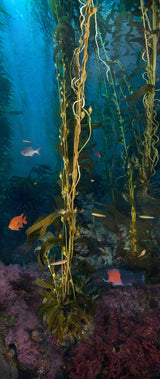 "Forest's Edge" 38X90 Exhibition Print Gloss