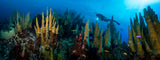 "Golden Spires" 30X80 Exhibition Print  Gallery Wrapped Canvas