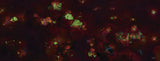 "Coral Fluorescence" 18X48  Exhibition Print Gloss