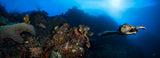 "In Flight" 22X60 Exhibition Print Satin