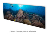 NEW RELEASE "Coral Majesty"