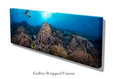 NEW RELEASE "Coral Majesty"