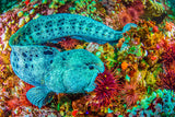 "Hungry Wolf Eel"