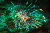 "Lionfish King"