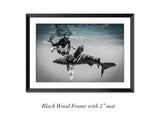 "Shark and Awe"