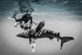 "Shark and Awe"