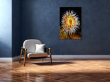 "Tealia Anemone"