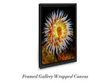 "Tealia Anemone"