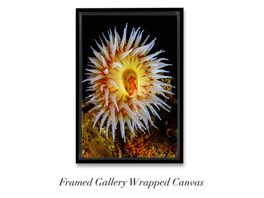 絵画 anemone Tealia Anemone