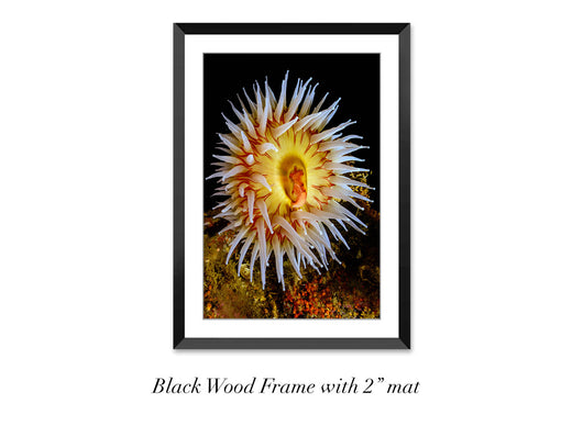 Tealia Anemone