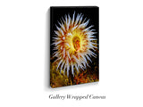 "Tealia Anemone"