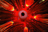 "Sea Urchin"