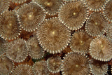 "Underwater Flowers"