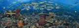 "Migration" 26X70 Canvas