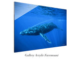 "Humpback Whale"