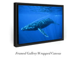 "Humpback Whale"