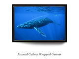 "Humpback Whale"