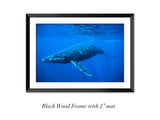 "Humpback Whale"