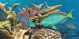 "Parrotfish Reef"