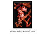 "Pygmy Seahorse"