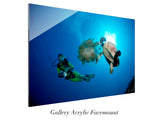 "Turtle Eating Jellyfish"