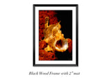 "Longlure Frogfish"