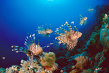 "Hunting Lionfish"