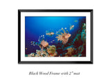 "Hunting Lionfish"