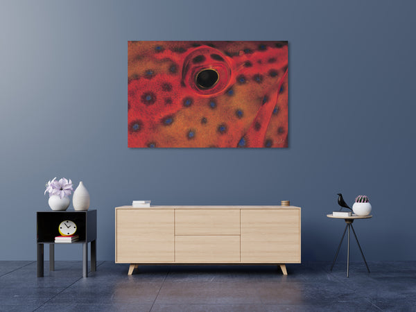 "Coral Grouper Eye"
