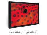 "Coral Grouper Eye"