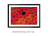 "Coral Grouper Eye"