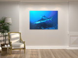 "Caribbean Reef Sharks"