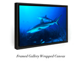 "Caribbean Reef Sharks"