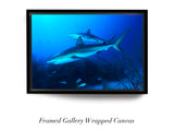 "Caribbean Reef Sharks"