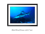 "Caribbean Reef Sharks"