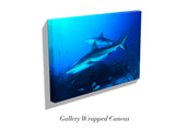 "Caribbean Reef Sharks"