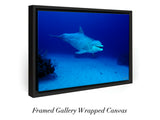 "Dolphin"