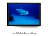 "Dolphin"