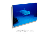 "Dolphin"