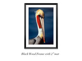 "Brown Pelican"