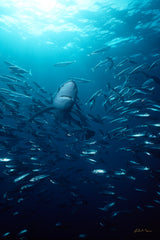 "Blue Shark and Mackerel"