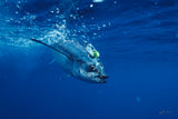 "Albacore"