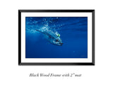 "Albacore"