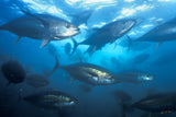 "Yellowfin"