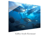 "Yellowfin"
