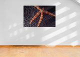 "Sea Star Coral"