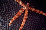 "Sea Star Coral"