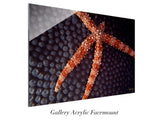 "Sea Star Coral"